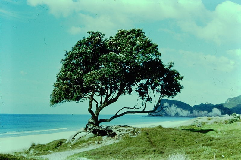 File:Tree NZ .JPG